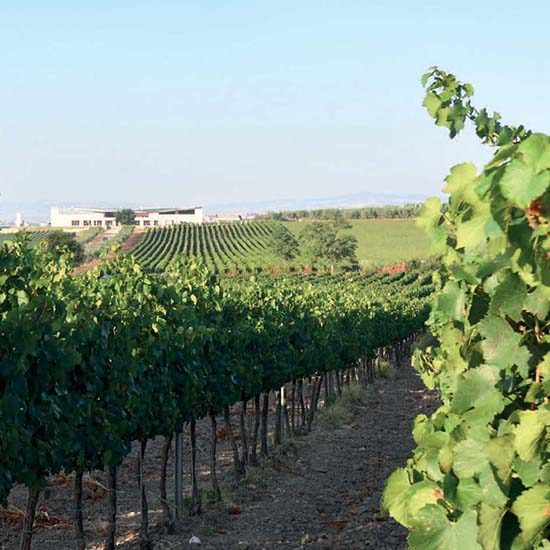 azienda-tenute-sannella-home-mobile-1 azienda-tenute-sannella-home-mobile-1